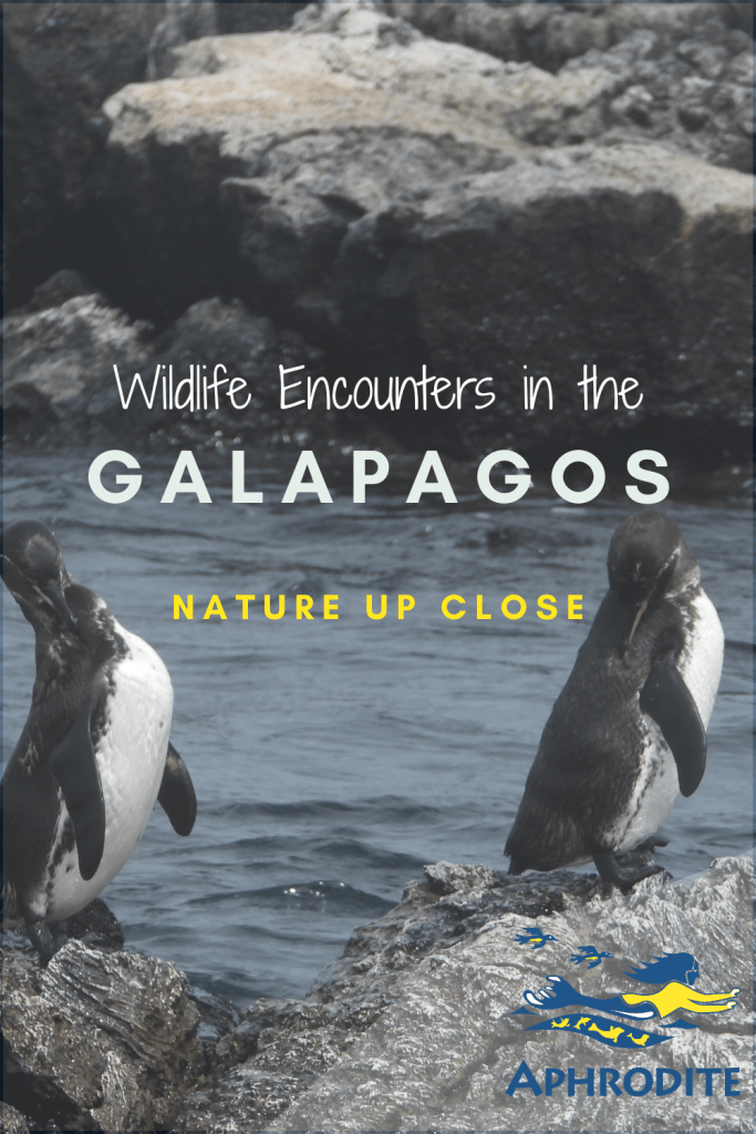 Penguins in the Galapagos.