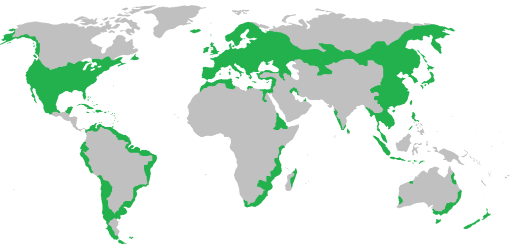 Global distribution of black rats