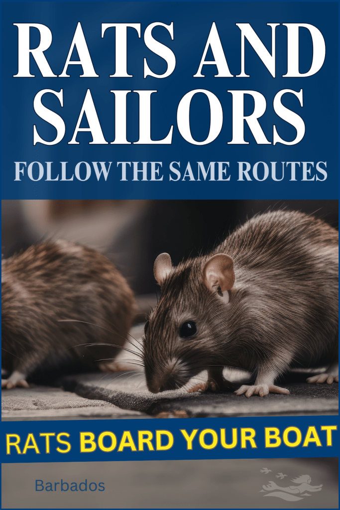 An image of rats, eye catching as this is a blog post about rats and sailors who follow the same coastal routes.