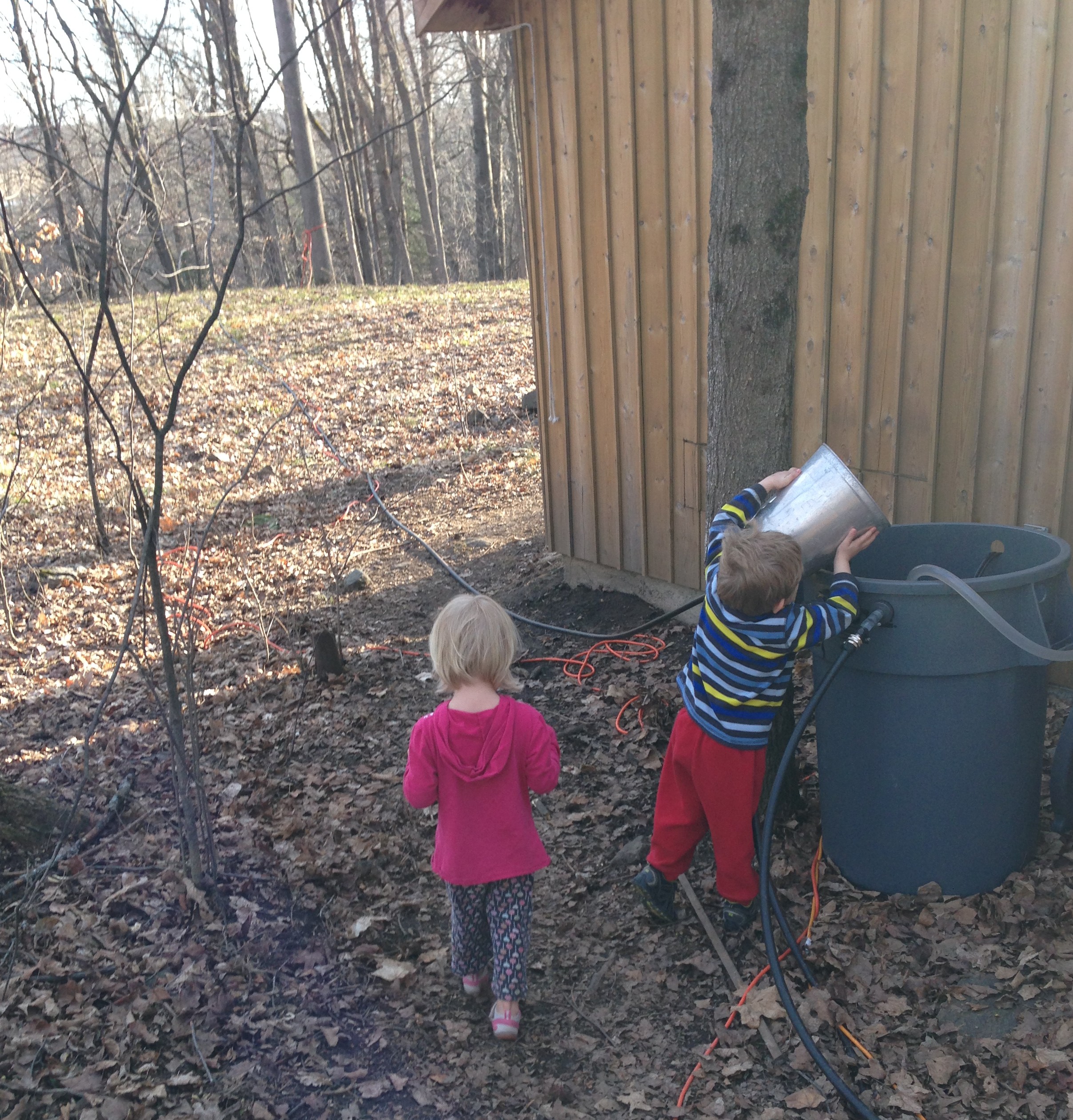 Our twins helping to gather the sap by pouring it into a large collection bucket