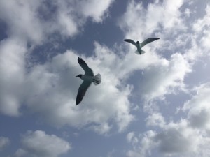 Hungry seabirds near Jolly Harbour, Antigua