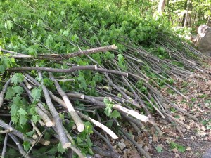 Tree branches and spindly trees