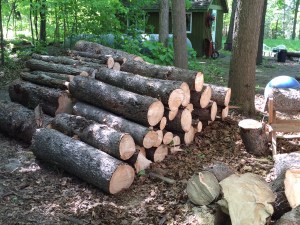 5 dead pine trees, stacked near our wood shed, sugar shack in the background
