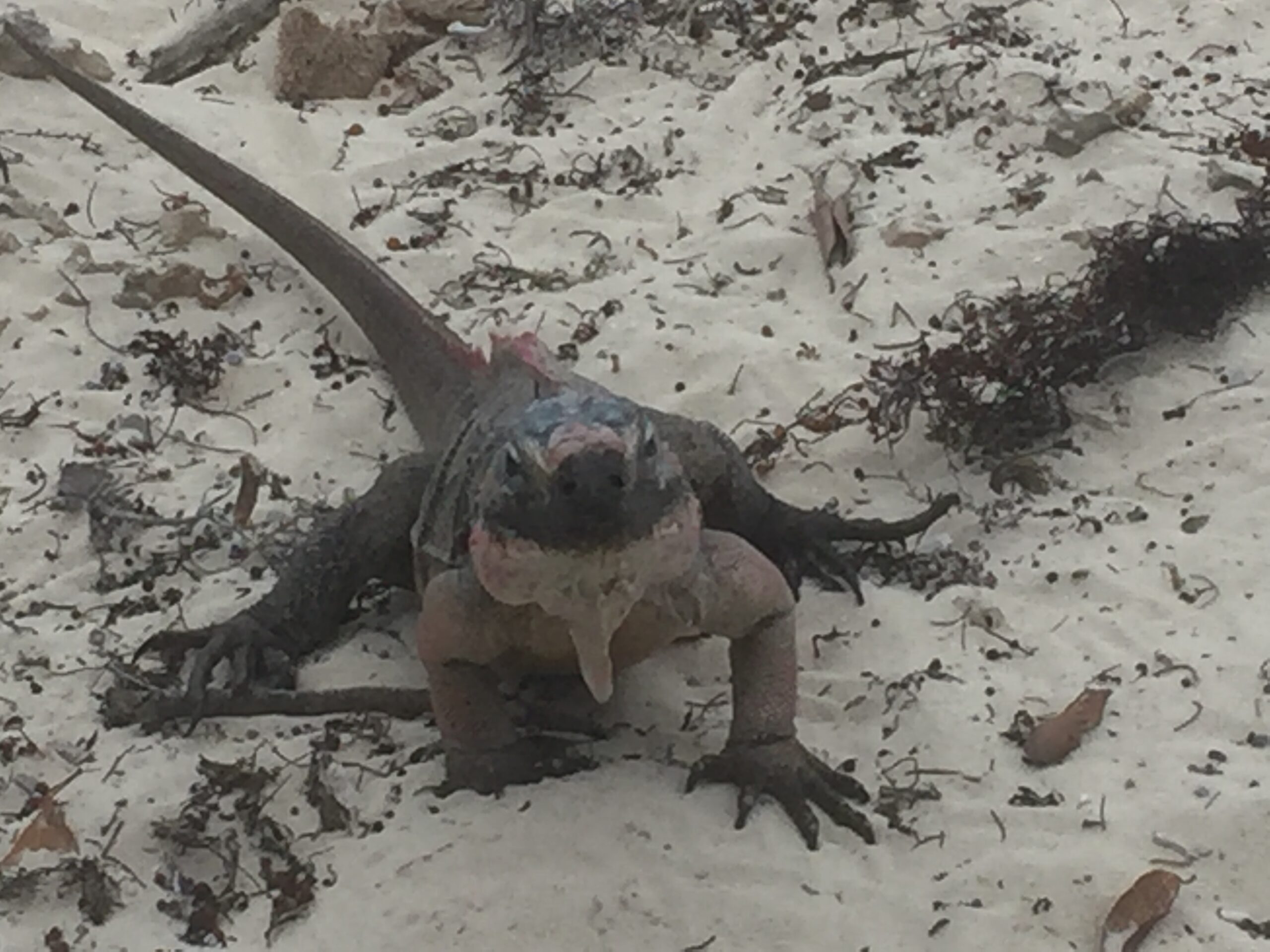 Allen Cay, Bahamas — Our First Isolated Anchorage