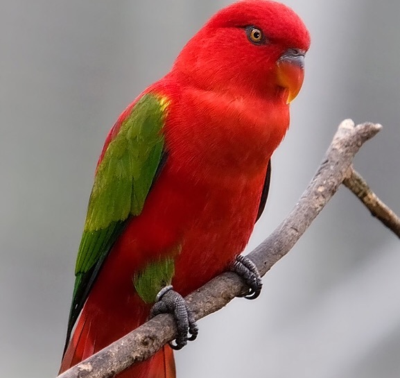Our parrot, Dixie, a red and green parrot about the size of a ketchup bottle.