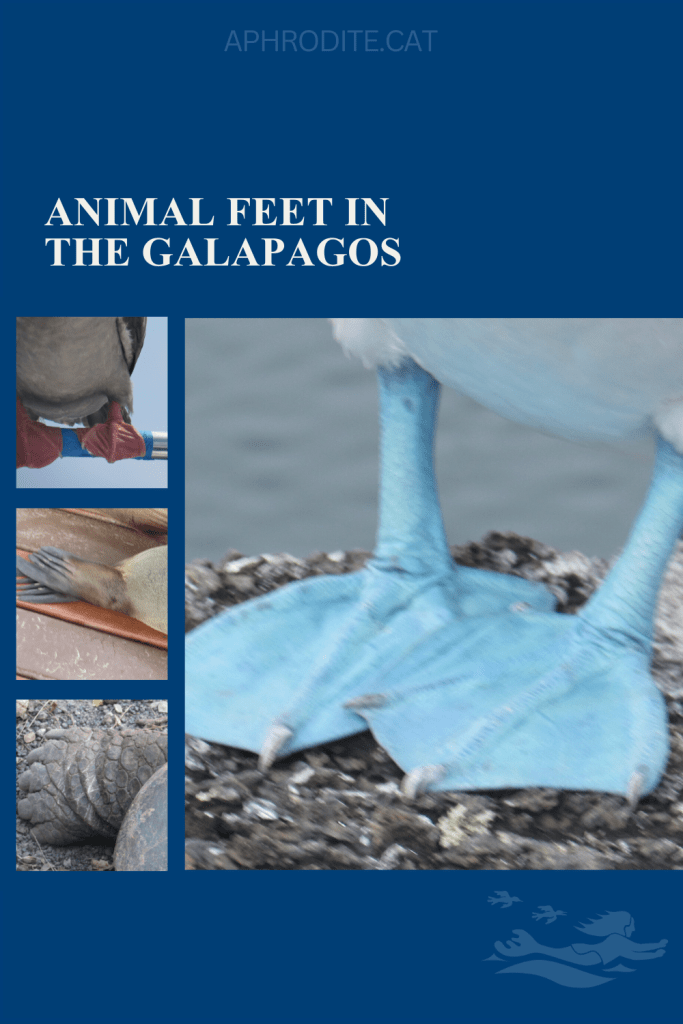 Animal feet of the Galapagos, including blue-footed booby bird, red-footed booby bird, sea lion and giant tortoise feet.