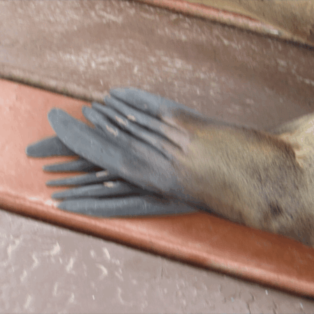 Galapagos Animals: Sea Lion Feet