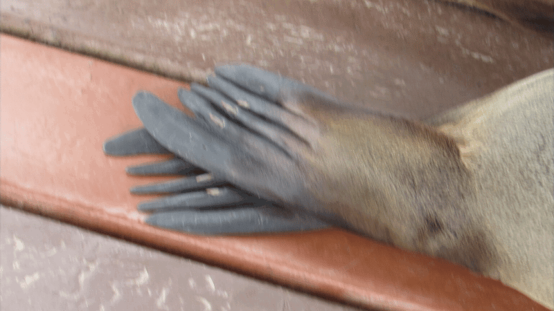 Galapagos Animals: Sea Lion Feet