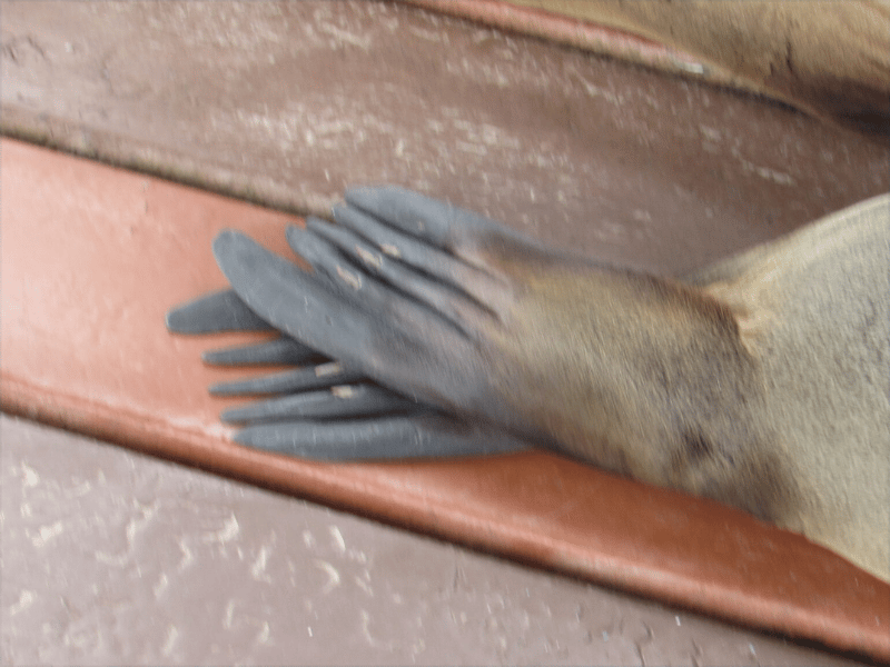 Galapagos Animals: Close-up of the feet of a Galapagos Sea Lion.