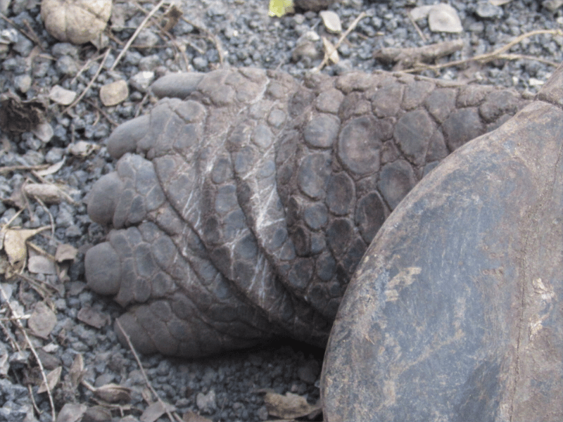 Feet of a Galapagos Giant Tortoise.