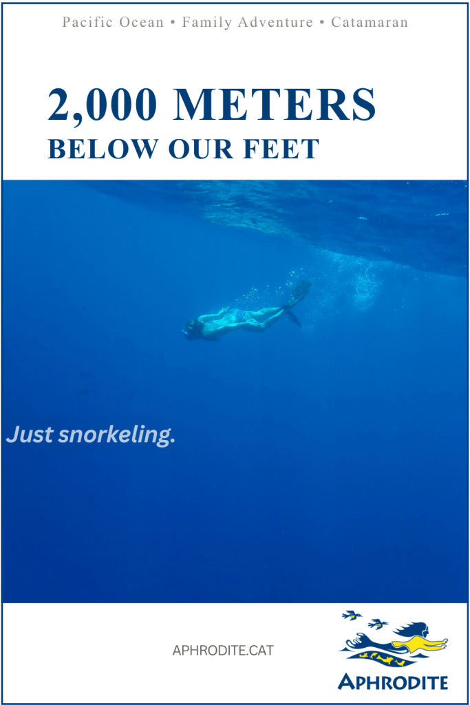 A picture of Betty swimming in the ocean in ultra clear blue water.