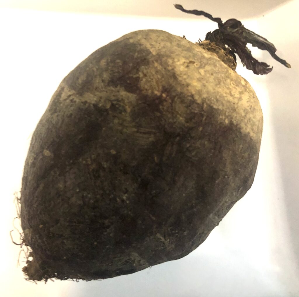 Fiji biosecurity would not permit us to keep this beet.