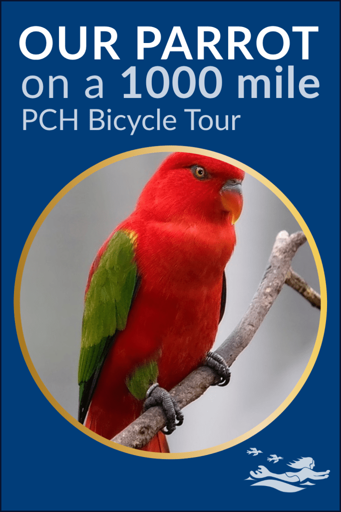 Our parrot Dixie featured in a pin about a 1000 mile bike ride from Abottsford BC to San Francisco, camping along the way.