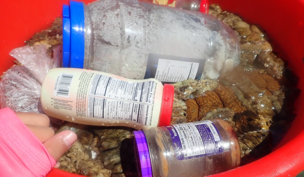 Sea cucumbers in Chuuk, Micronesia