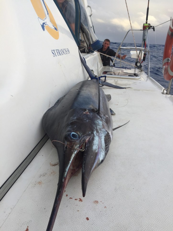 Large black marlin lying on the deck of SV Aphrodite, a St. Francis 50 sailing catamaran, after being caught at sea