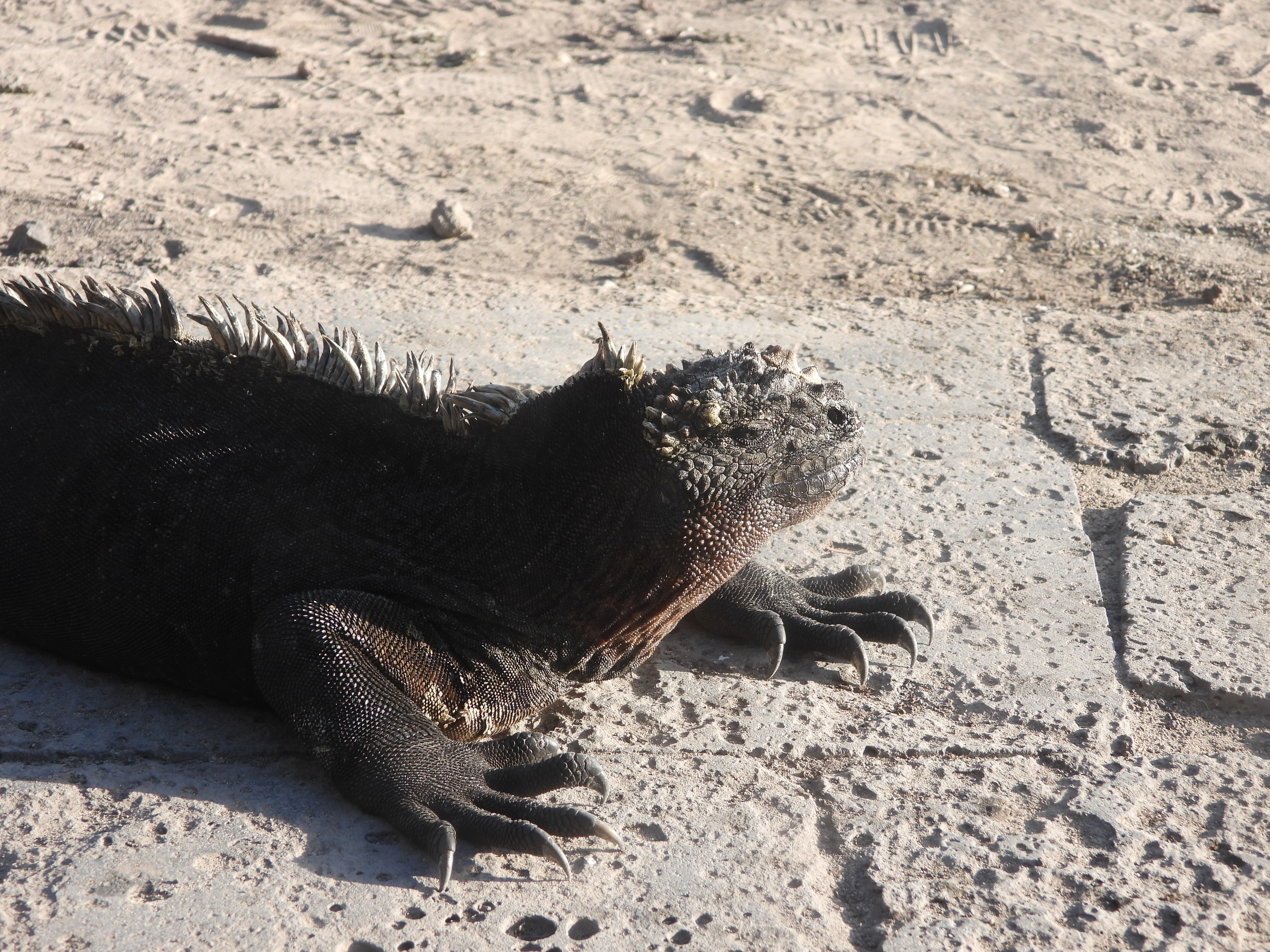 Galapagos Marine Iguana