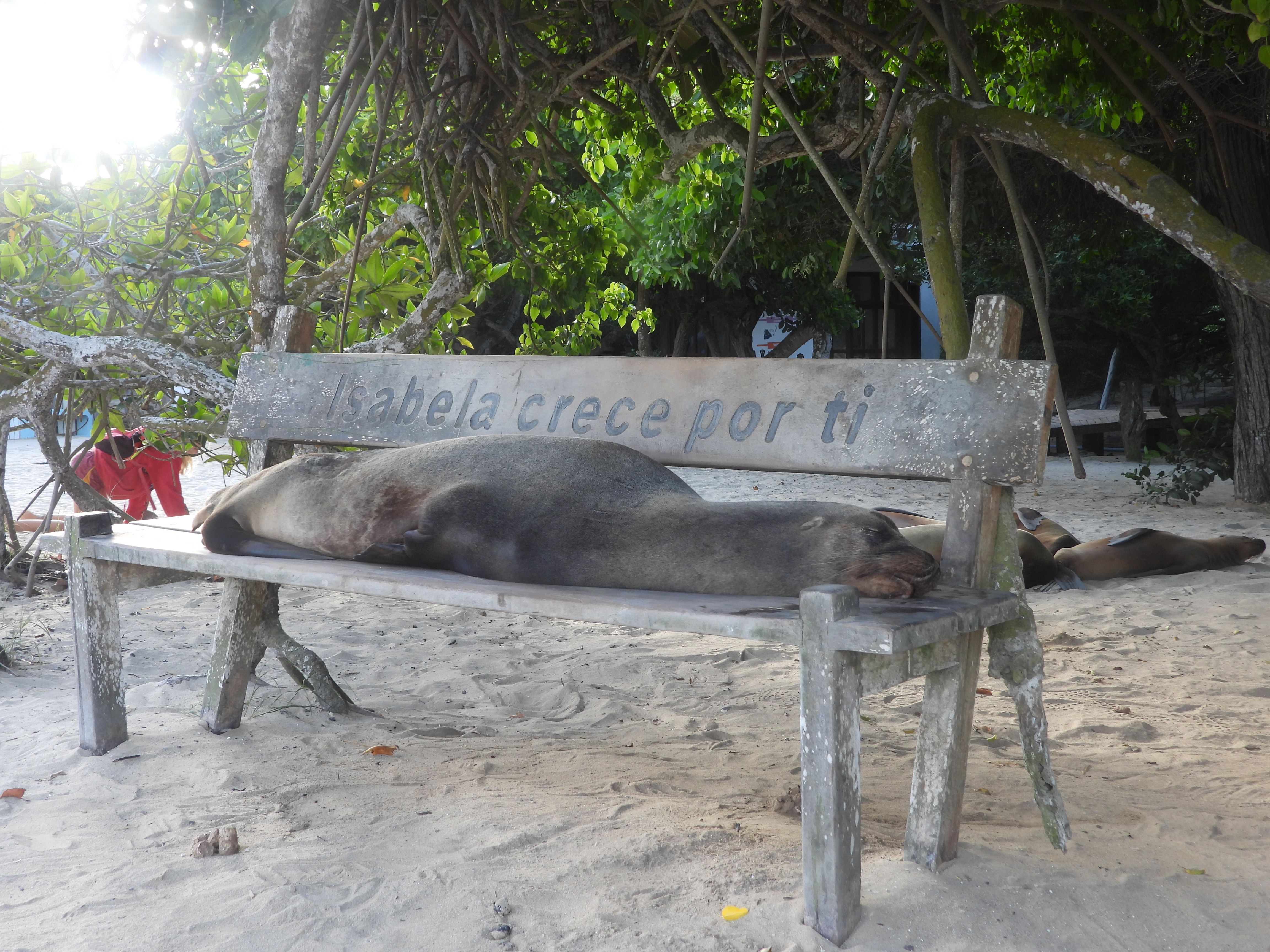 Sea lion sits on a bench that reads "Isabela crece por ti" which means in English, "Isabela grows for you".