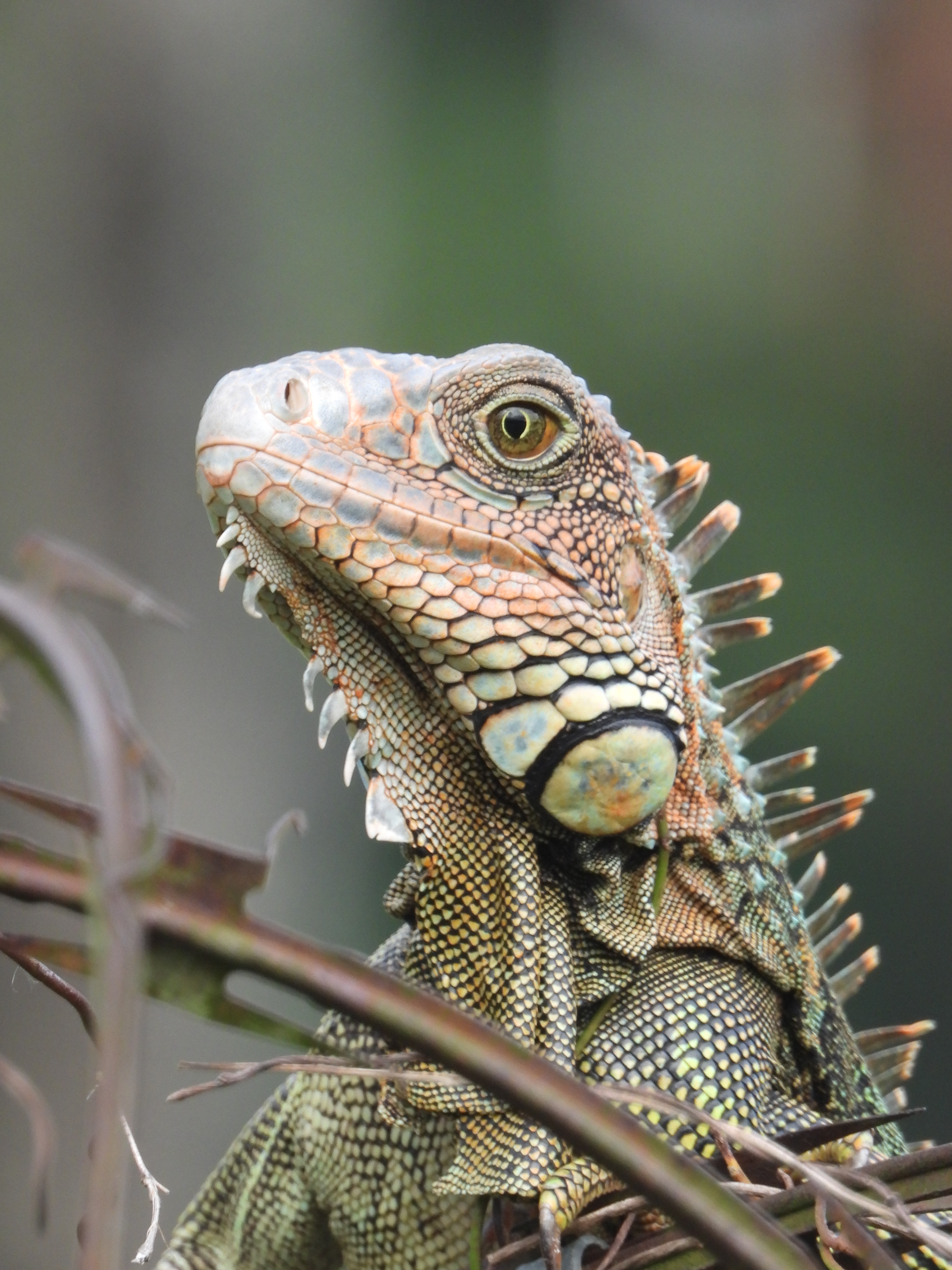 Iguana seen in Panama City.