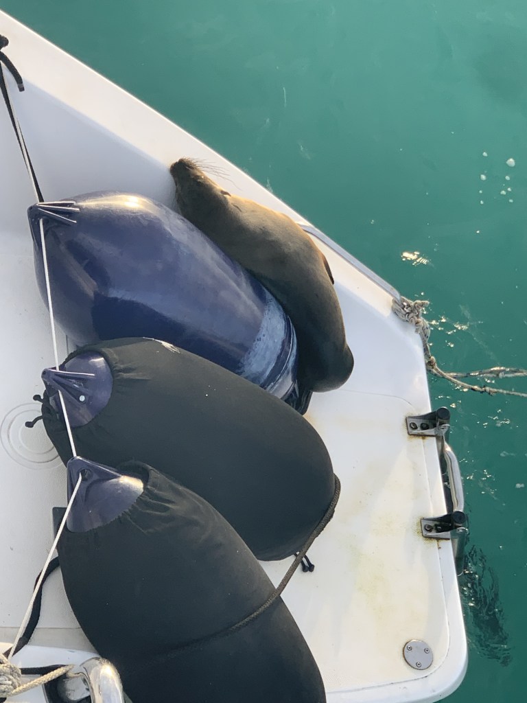 Seal lion sleeping on a fender on our starboard sugar scoop in the Galapagos.