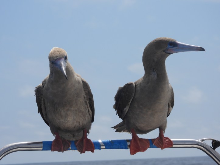 Red-footed Booby Birds sitting on the rails of SV Aphrodite during the Pacific Crossing to the Galapagos.