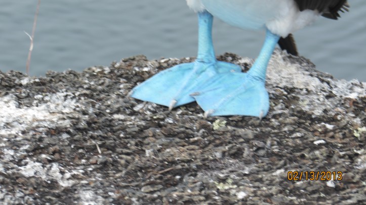 Close-up of Blue-Booby Bird feet.