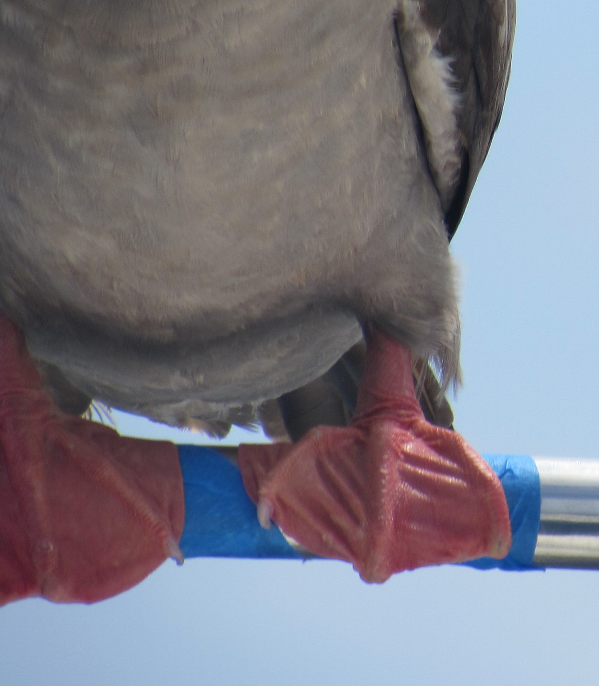 Close up of adult Red-Footed-Booby Bird feet. Photo taken during Pacific crossing from Panama to the Galapagos.