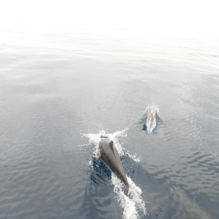 Dolphins on the bow of SV Aphrodite when sailing our catamaran from Panama to the Galapagos