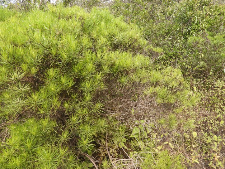 A Galápagos shrub daisy (Scalesia microcephala) growing among ferns on the trail to Sierra Negra Volcano, Isabela Island. This endemic plant, sometimes called the Galápagos shrub daisy, thrives in the humid highlands where volcanic soil supports dense green foliage.