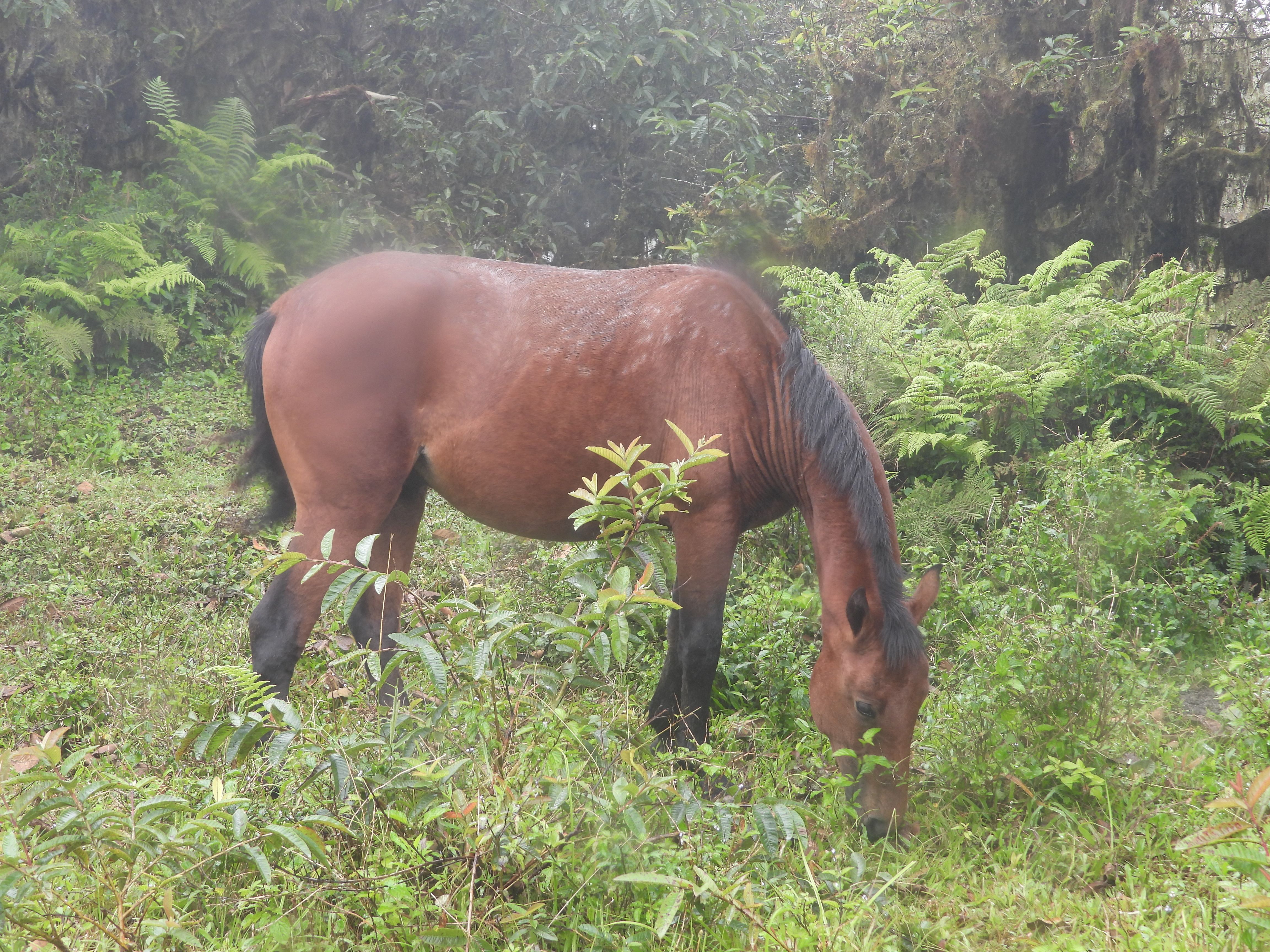 Horse seen on the Sierra Negra trail on Isla Isabela, Galapagos.