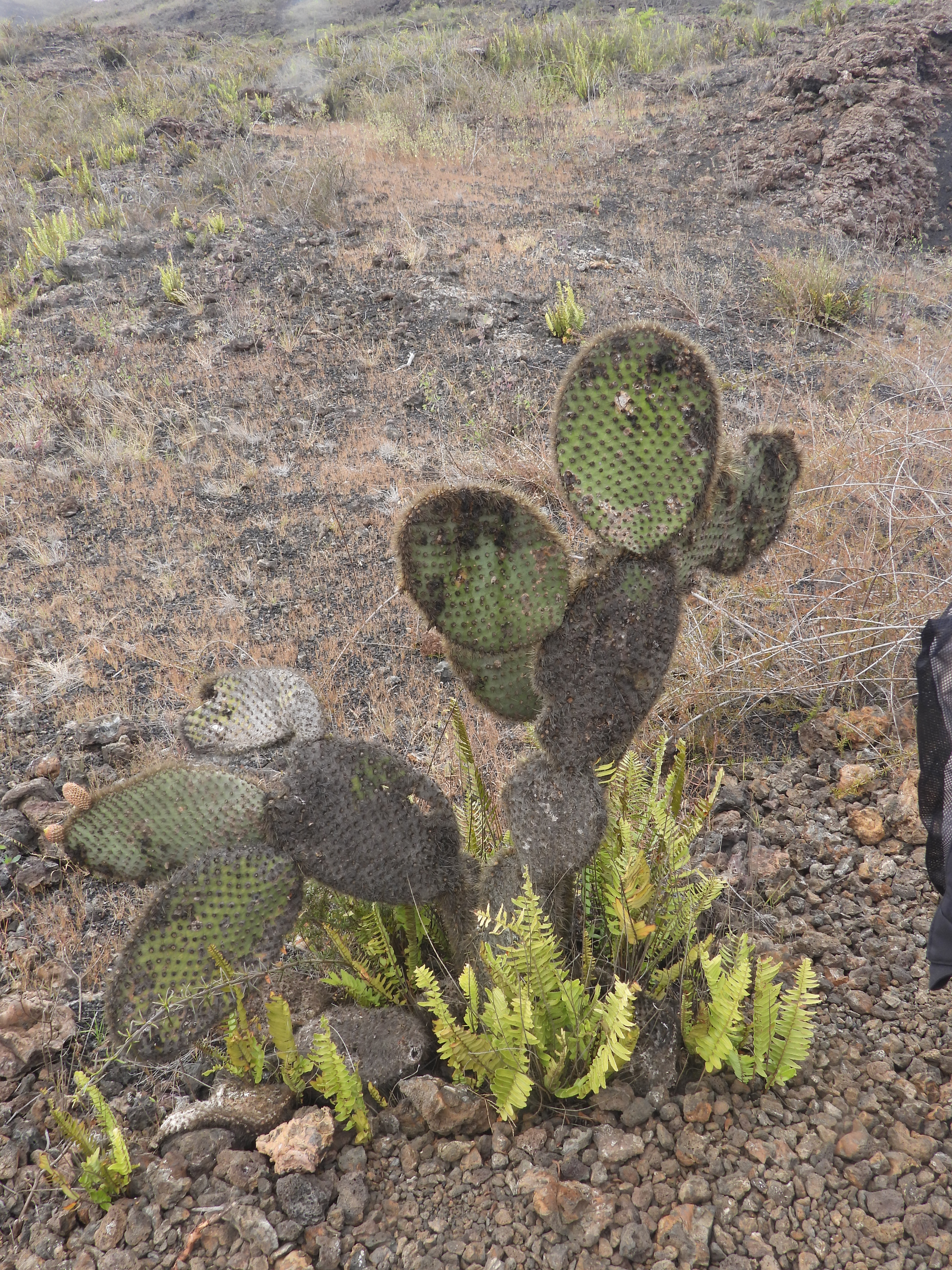 A lava-scarred Galápagos prickly pear cactus (Opuntia echios) on the slopes of Sierra Negra Volcano, Isabela Island. The dark scorch marks on its pads were caused by molten lava fragments from Sierra Negra’s eruptions in 1979, 2005, and 2018, leaving lasting volcanic scars that show the plant’s resilience in this active landscape.