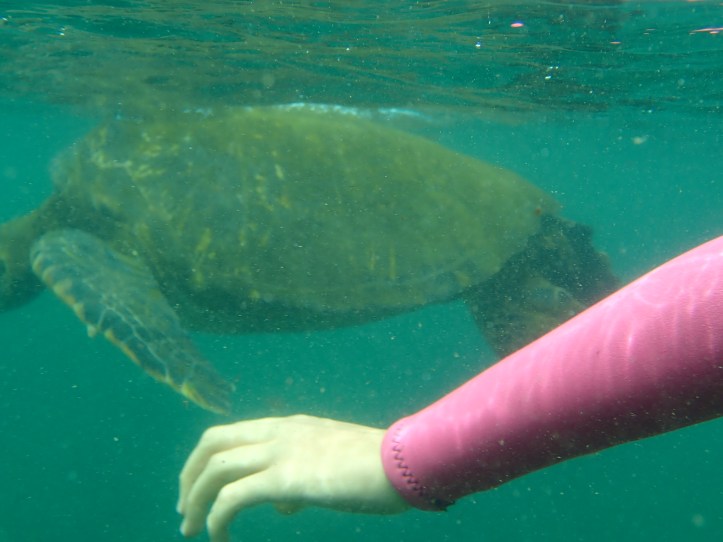 Picture of Galapagos sea turtle with arm in the frame.