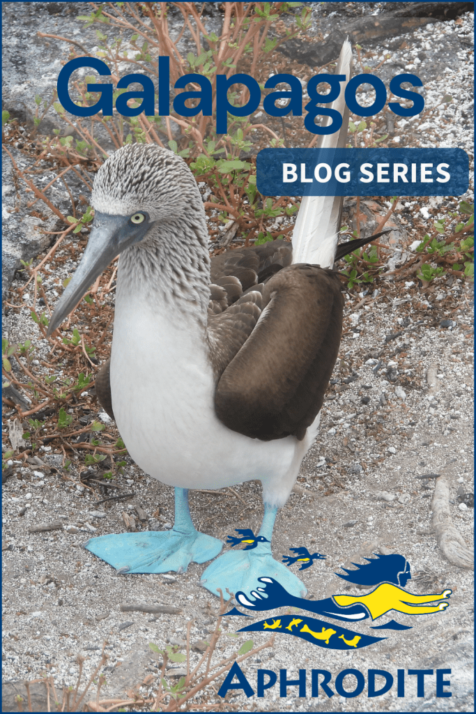 A picture of a blue-footed booby bird with the SV Aphrodite logo.