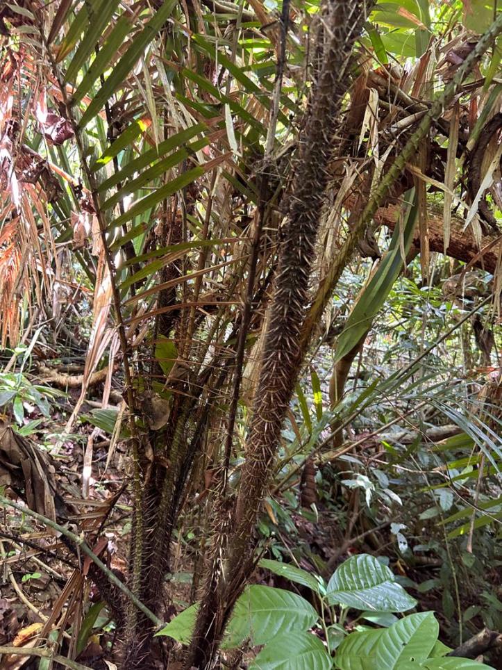 Prickly branches along the hike of Singha Besar Island, Malaysia 