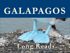 Galapagos Long Reads with a Close-up of the Feet of a Blue-Footed booby bird