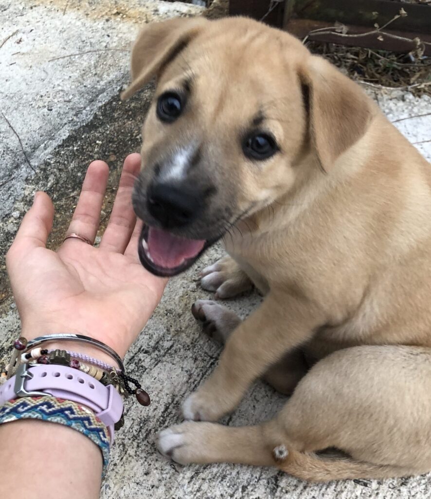 CIndy puppy at Pulau Indah Marina