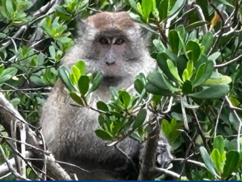 Long-tailed macaque monkey seen at Pulau Indah Marina