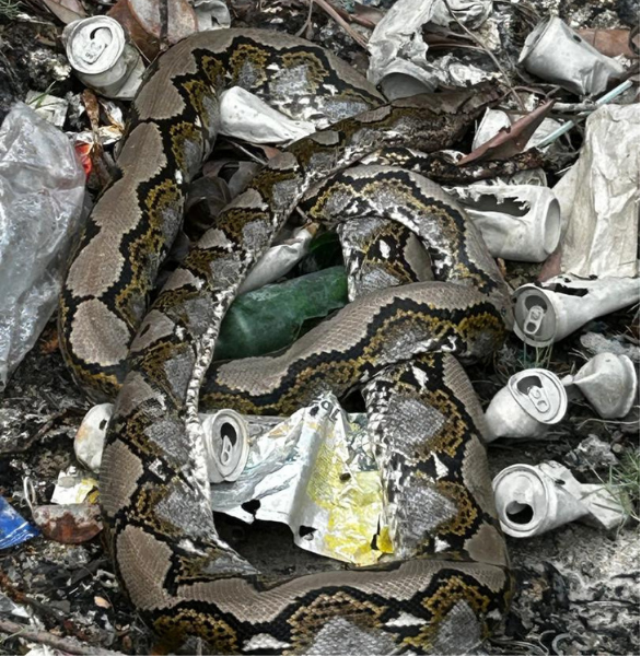 Reticulated Python at Pulau Indah Marina, Malaysia
