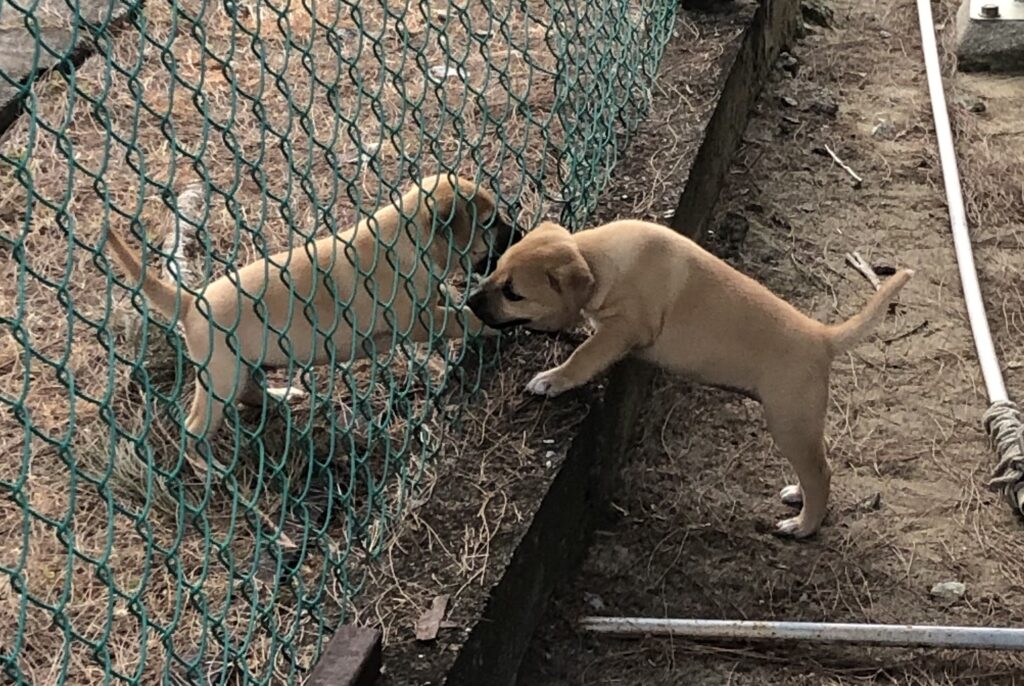 Cindy and Marley puppies